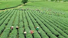 Hướng dẫn UBND xã, phường trong quản lý lĩnh vực nông nghiệp và môi trường