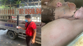 Phú Thọ: Ngăn chặn vụ vận chuyển 1,6 tấn lợn nhiễm dịch tả lợn châu Phi