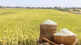 Giá lúa gạo hôm nay ngày 11/7: Thị trường lặng sóng