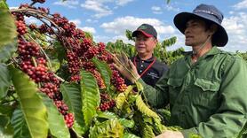 Nông hộ trồng cà phê vướng quy định EUDR vì thiếu giấy tờ, khó truy xuất