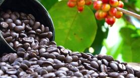 Bản tin nông sản hôm nay (17-7): Giá cà phê giảm mạnh