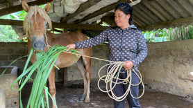 Sinh kế mới từ nuôi ngựa giúp người dân vùng cao vươn lên