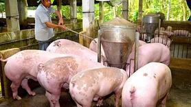 Giá heo hơi hôm nay 6/9/2025: Tiếp đà tăng giá
