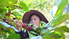 Giá cà phê trong nước biến động: Nông dân nên bán ngay hay giữ hàng?