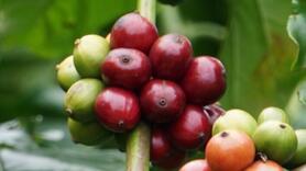 Giá cà phê thế giới tiếp đà phục hồi