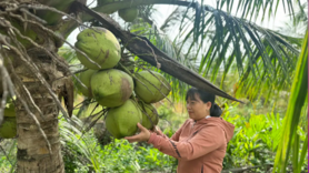 Vĩnh Long: Hiệu quả cao từ các mô hình kinh tế vùng dân tộc thiểu số