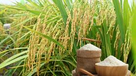 Giá lúa gạo hôm nay ngày 2/10: Lúa tươi có xu hướng giảm