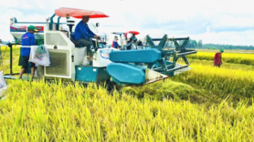 Giá lúa gạo hôm nay ngày 8/10: Gạo bình ổn, lúa tươi chững giá