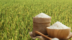 Giá lúa gạo hôm nay ngày 9/10: Gạo xuất khẩu biến động trái chiều