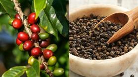 Bản tin nông sản hôm nay (10-10): Giá cà phê, hồ tiêu bật tăng