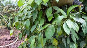 Giá tiêu hôm nay 14/10/2025: Quanh mức 146.000 - 149.500 đồng/kg.