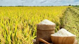 Giá lúa gạo hôm nay ngày 16/10: Gạo đi ngang, lúa chững giá