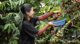 Giá cà phê hôm nay 3/11/2025: Trong nước đi ngang