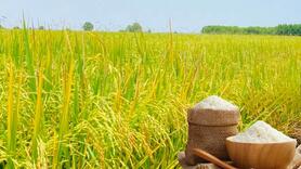 Giá lúa gạo hôm nay ngày 3/11: Gạo xuất khẩu giảm, lúa chững giá