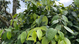 Giá tiêu hôm nay 4/11/2025: Tăng nhẹ 500 đồng/kg