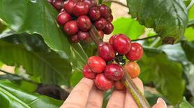 Giá cà phê hôm nay 4/11/2025: Cao nhất ở mức 117.000 đồng/kg