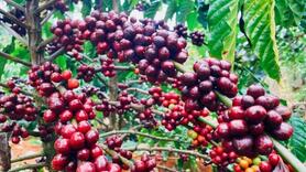 Giá cà phê thế giới tăng cao do lo ngại về nguồn cung
