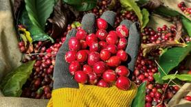 Nông dân Gia Lai phấn khởi vào vụ thu hoạch cà phê