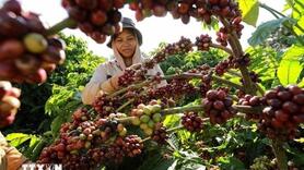 Bản tin nông sản hôm nay (17-11): Giá cà phê và hồ tiêu giảm