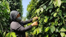 Giá tiêu hôm nay 18/11/2025: Đồng loạt tăng nhẹ