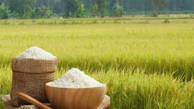 Giá lúa gạo hôm nay ngày 18/11: Gạo xuất khẩu biến động, lúa chững giá