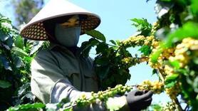 Giá cà phê hôm nay 18/11/2025: Giảm nhẹ ở Lâm Đồng