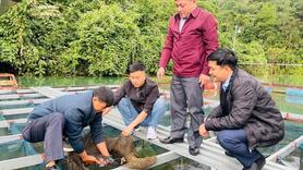 Tuyên Quang: Thêm sinh kế cho người dân từ mô hình nuôi cá lăng chấm trên lòng hồ