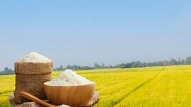 Giá lúa gạo hôm nay ngày 24/12: Gạo xuất khẩu tăng nhẹ