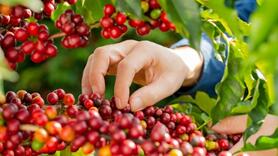 Bản tin nông sản hôm nay (24-12): Giá cà phê tiếp tục tăng mạnh