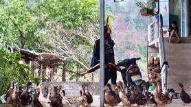 Mường Lạn đánh thức lợi thế giống vịt cổ xanh, hướng tới sản phẩm OCOP