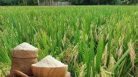 Giá lúa gạo hôm nay ngày 15/1/2026: Gạo xuất khẩu tăng nhẹ