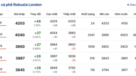 Giá cà phê hôm nay 17/1/2026: Tăng nhẹ 500 - 600 đồng/kg