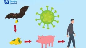 Cục Quân y hướng dẫn phòng, chống bệnh do virus Nipah