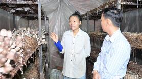 Nấm rơm sạch OCOP 3 sao đắt hàng dịp Tết