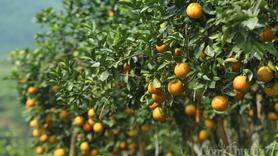 Nhộn nhịp 'thủ phủ' cam bù Hà Tĩnh những ngày giáp Tết