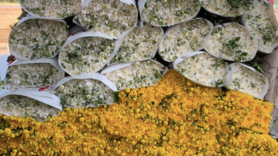 Không khí khẩn trương tại làng hoa Tây Tựu ngày giáp Tết