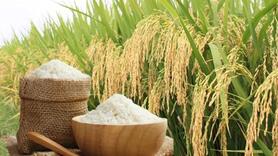 Giá lúa gạo hôm nay ngày 23/2/2026: Gạo xuất khẩu biến động nhẹ