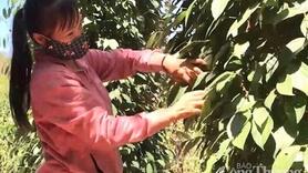 Giá tiêu hôm nay 24/2/2026: Chạm ngưỡng 152.000 đồng/kg