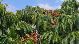 Giá cà phê hôm nay 24/2/2026: Đi ngang