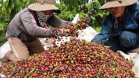 Bản tin nông sản hôm nay (24-2): Giá cà phê giảm mạnh