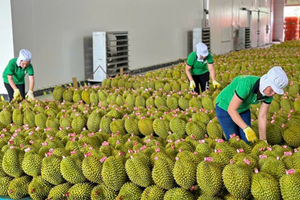 Xuất khẩu rau quả duy trì đà tăng, hướng tới mốc 8,5 tỷ USD năm 2025