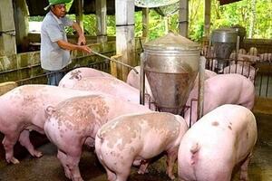 Giá heo hơi hôm nay 10/11/2025: Phiên đầu tuần lặng sóng