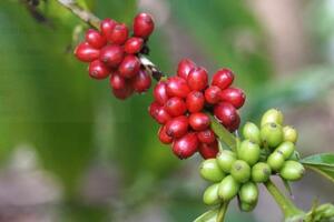 Bản tin nông sản hôm nay (11-11): Giá cà phê tăng nhẹ, giá hồ tiêu bình ổn