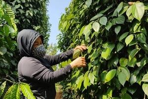 Giá tiêu hôm nay 18/11/2025: Đồng loạt tăng nhẹ