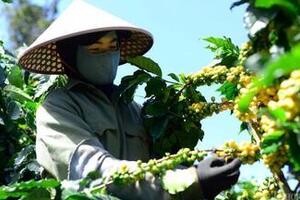 Giá cà phê hôm nay 18/11/2025: Giảm nhẹ ở Lâm Đồng