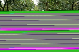 Xuất khẩu sầu riêng: Minh bạch mã số để bảo toàn thị trường tỷ đô