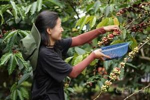 Giá cà phê hôm nay 2/12/2025: Đảo chiều giảm mạnh