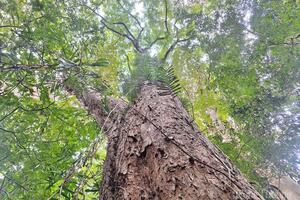 Đánh thức 'vàng xanh' carbon từ rừng Gia Lai