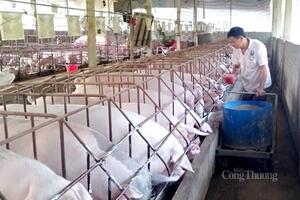 Nguồn cung phục hồi, giá heo hơi năm 2026 khó tăng mạnh