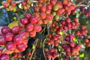 Giá cà phê hôm nay 15/1/2026: Tăng nhẹ